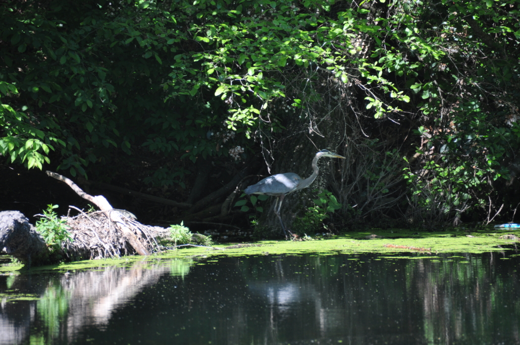 Great Blue Heron